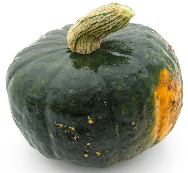 Buttercup Squash