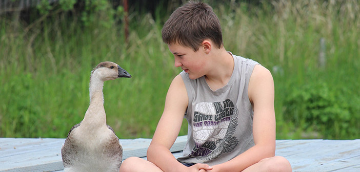 boygoose