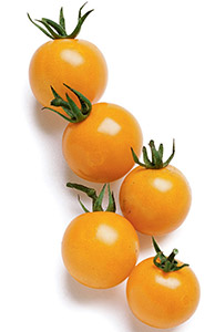 sunsugar