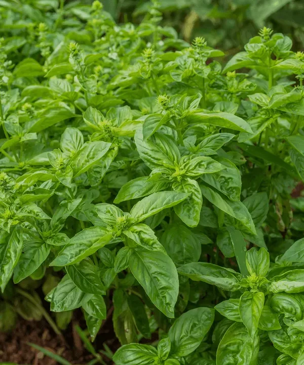 Sweet Basil