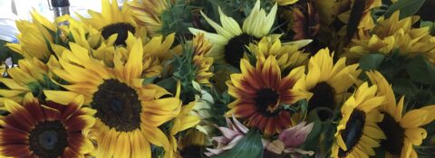 Green Thumb Kids - Flower U-Pick Coming Soon!