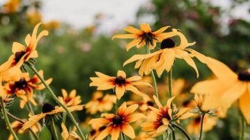 U-Pick Flowers