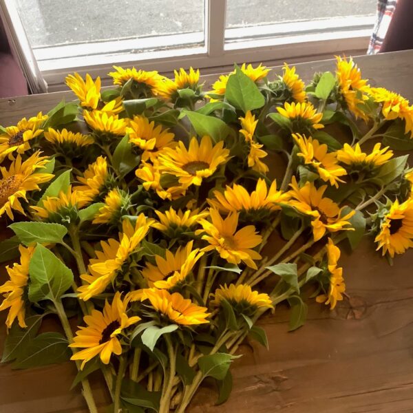 The Sunflower Bucket of Joy