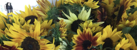 Green Thumb Kids - Flower U-Pick Coming Soon!