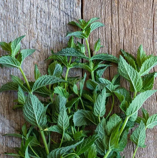 Peppermint